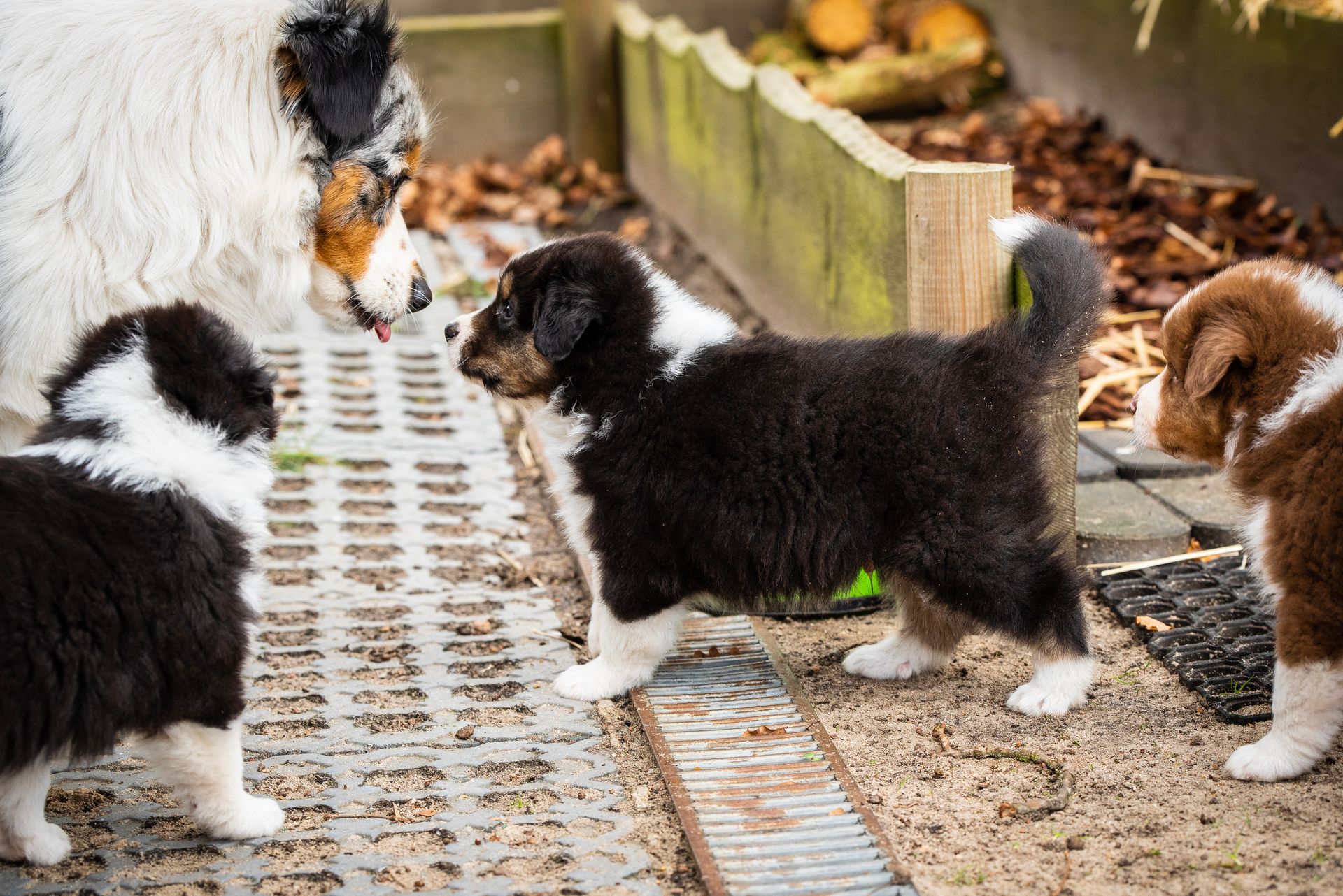 junger Australian Shepherd läuft neben einem Menschen und schaut zu ihm hoch