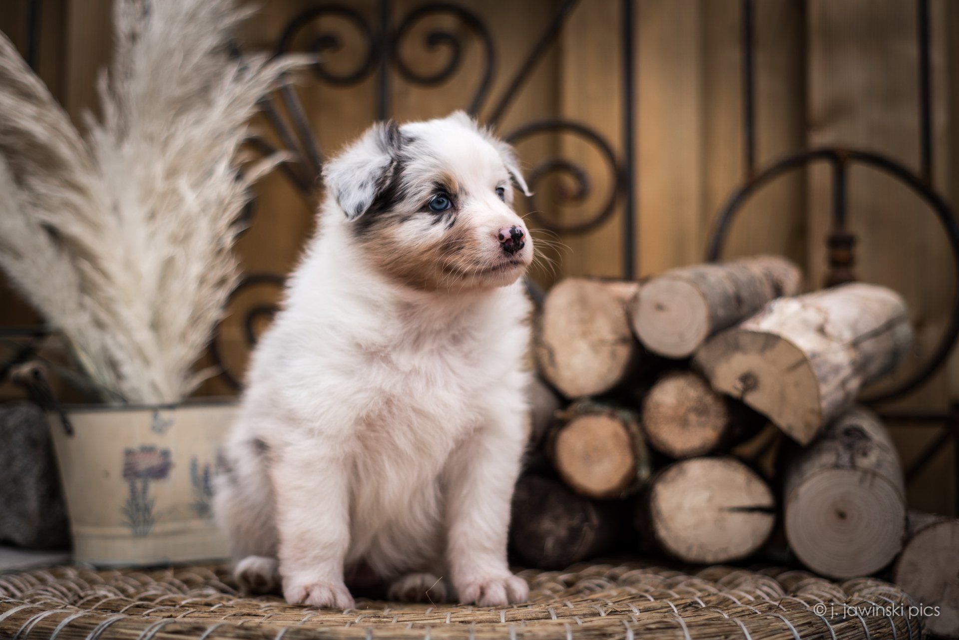 Australian Shepherd, Welpe, Madmexx Passion What Else, Aussiewelpe