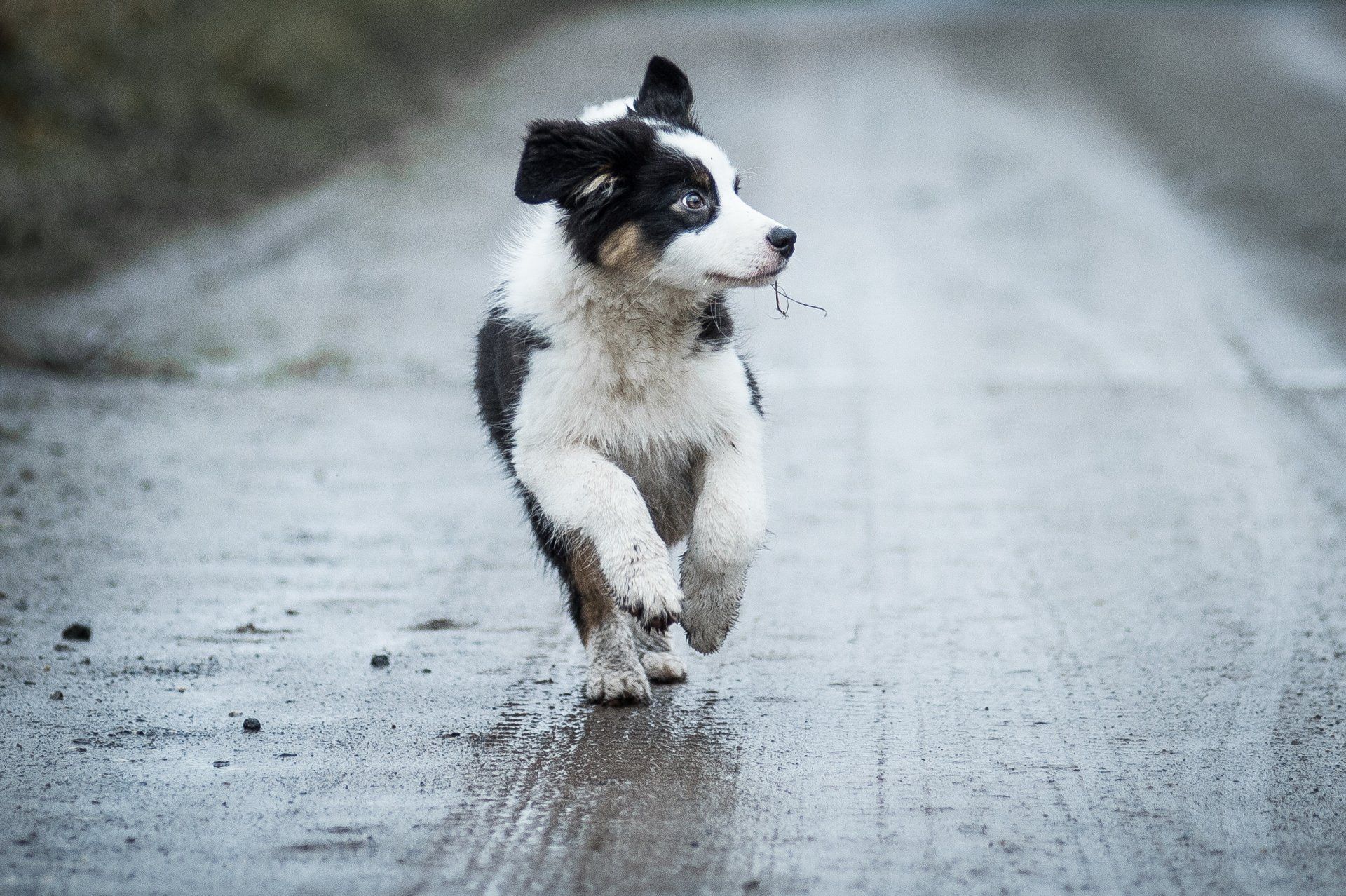 Australian Shepherd, Enterprise Black Of Hair, One Of The Pack, Aussie
