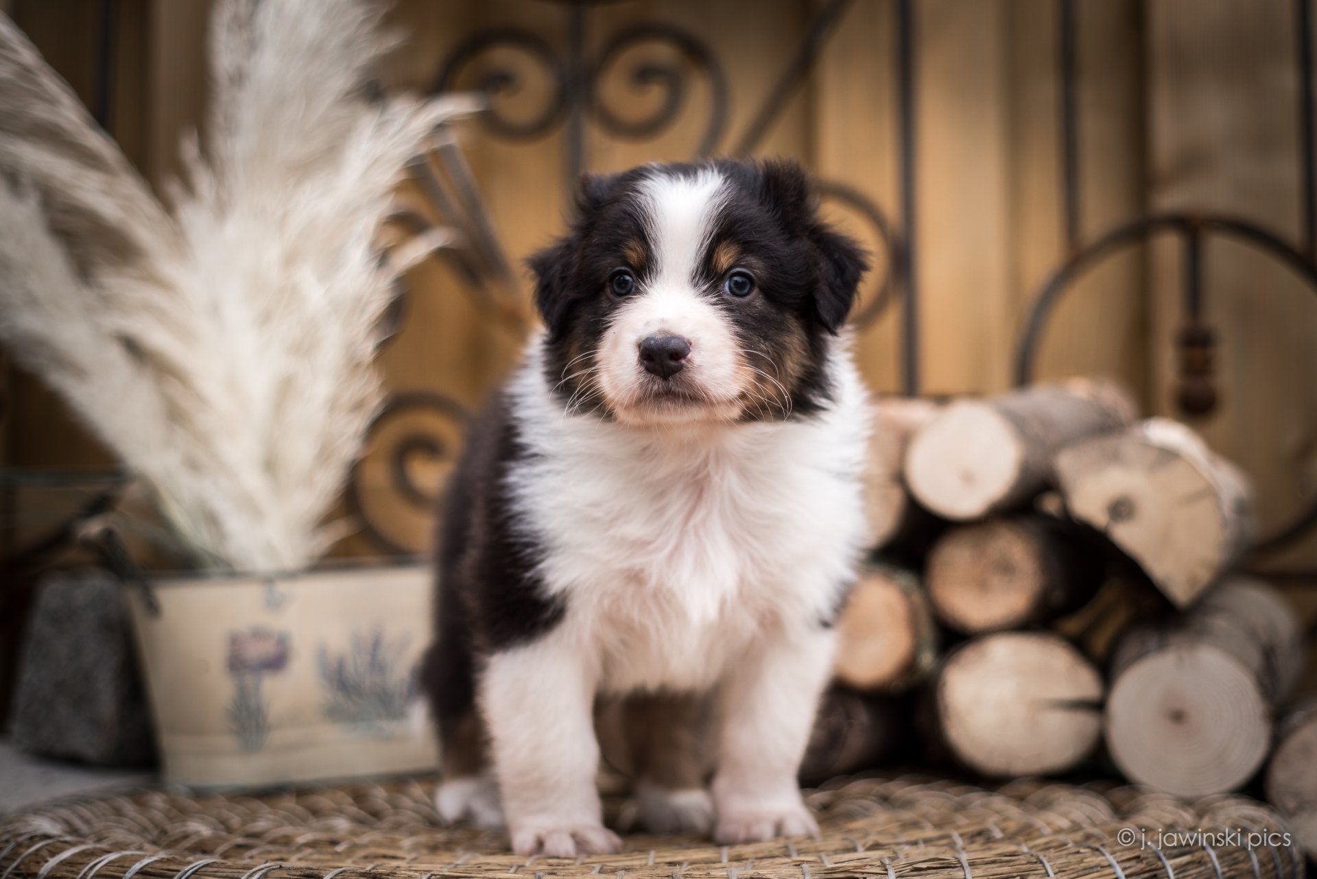 Australian Shepherd, Welpe, Madmexx Passion What Else, Aussiewelpe