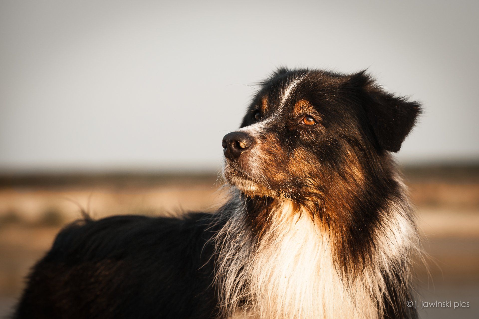 Madmexx Passion What Else, One Of The Pack, Australian Shepherd, Aussie