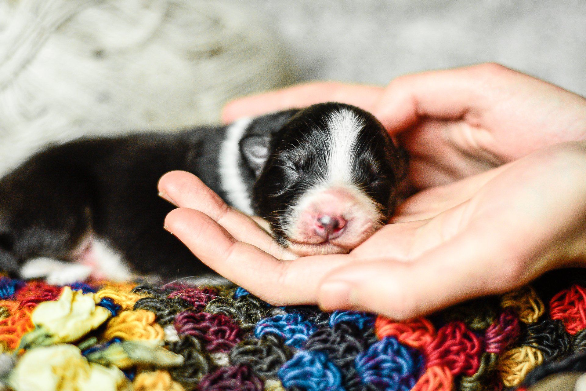 Australian Shepherd Welpe schlafend