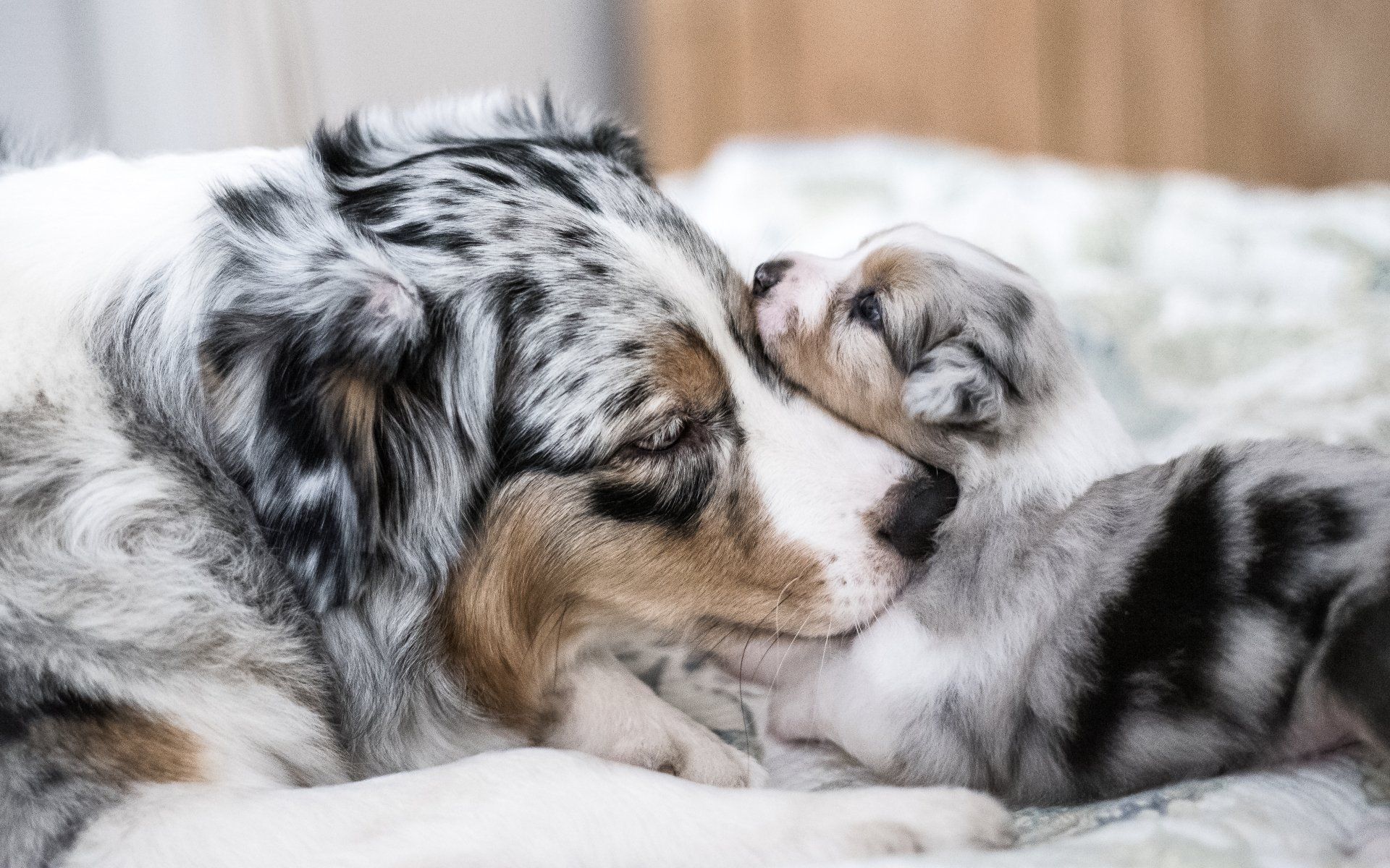 Australian Shepherd Hündin und Welpe kuscheln