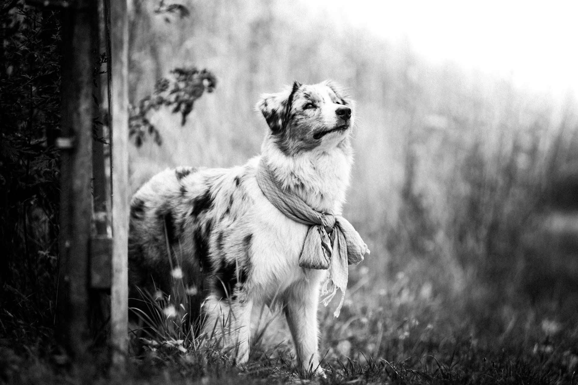 Australian Shepherd, Nobility´s Peach Princess, One Of The Pack, Aussie