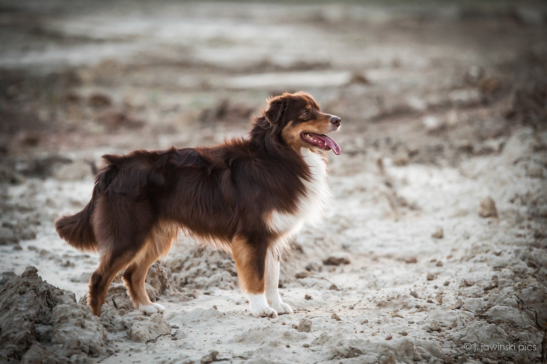 Australian Shepherd, Madmexx Little Red Corvette, One Of The Pack, Aussie