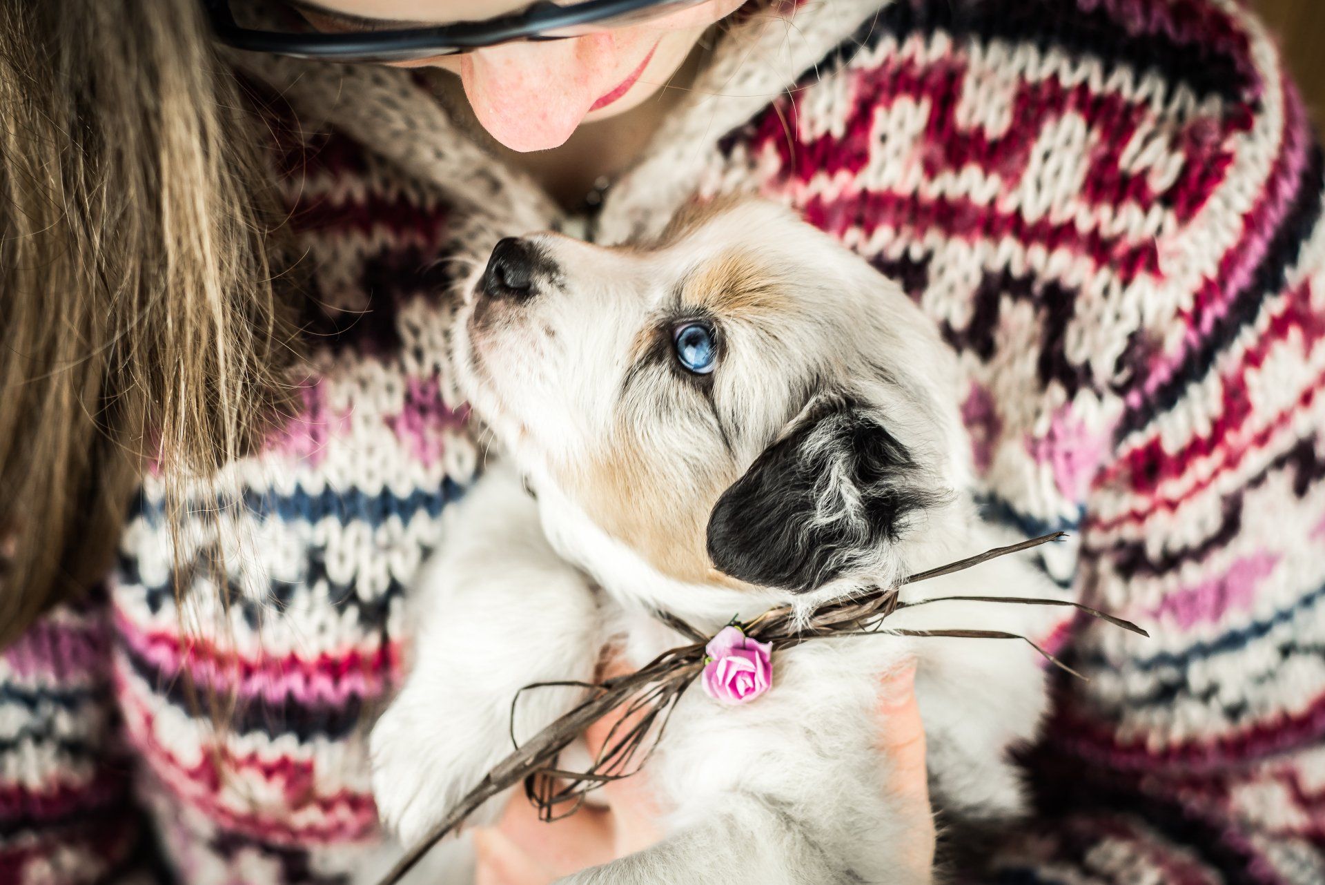 Australian Shepherd Welpe schaut einen Menschen an