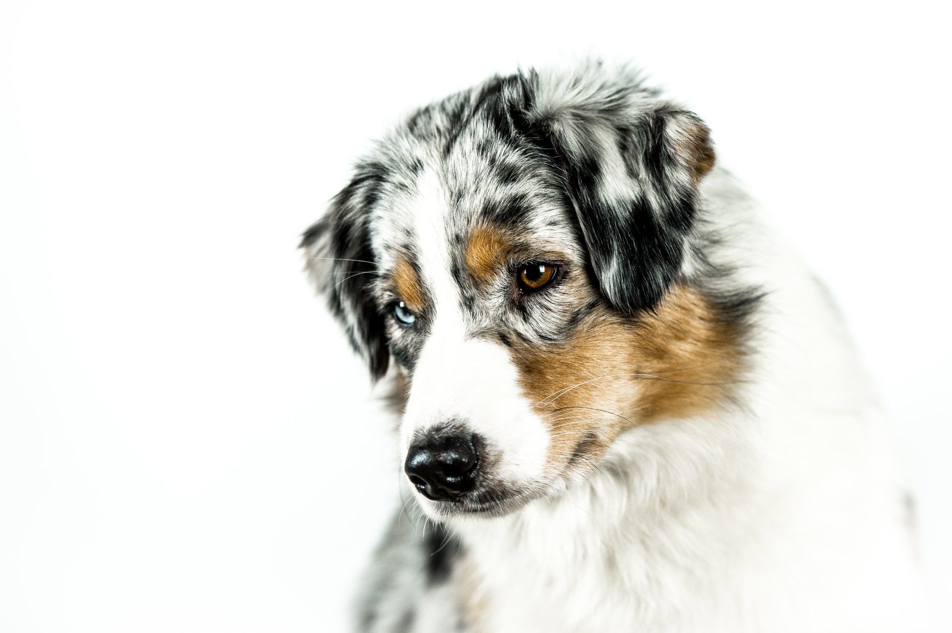 Australian Shepherd, Nobility´s Peach Princess, One Of The Pack, Aussie
