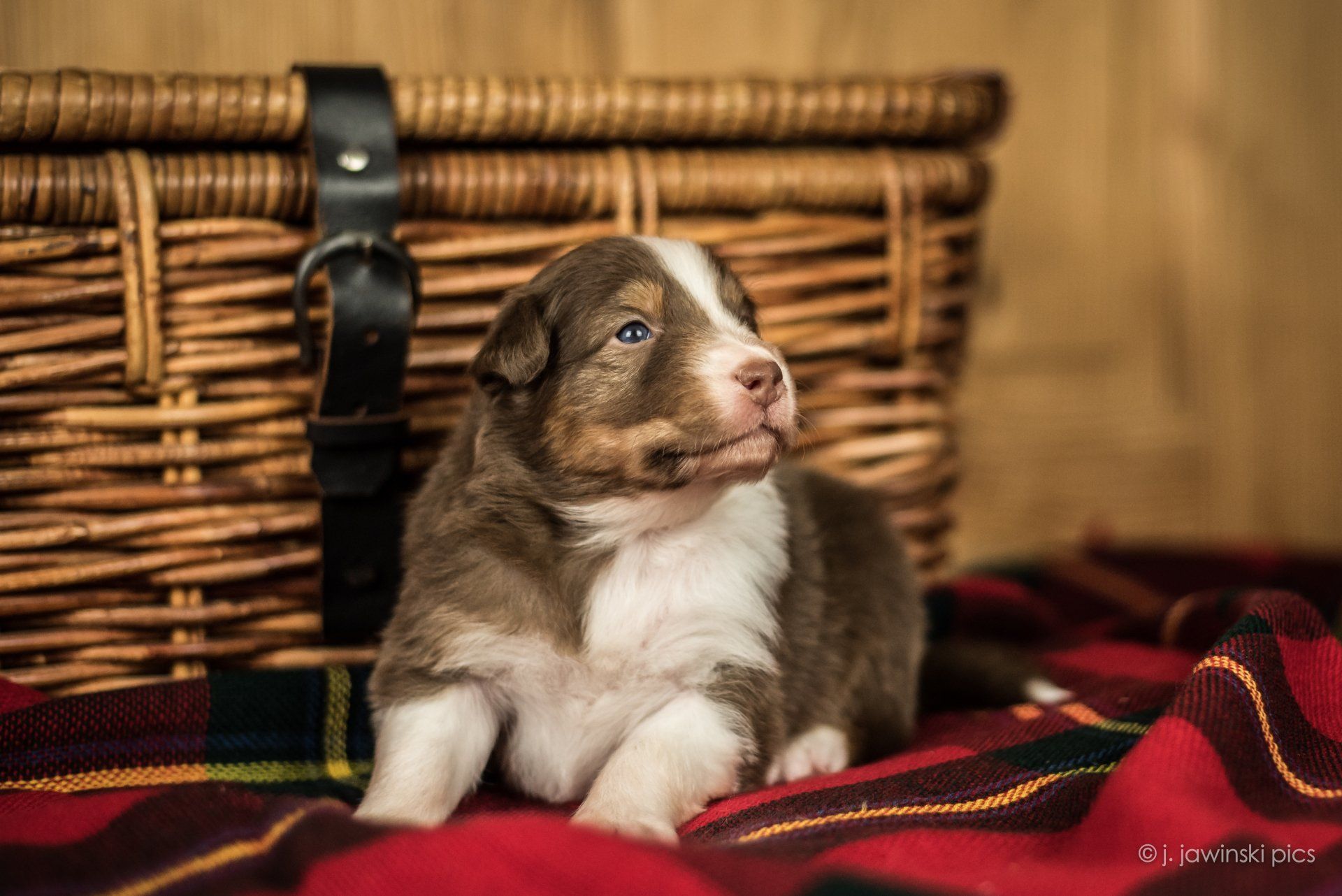 Australian Shepherd, Welpe, Madmexx Passion What Else, Aussiewelpe