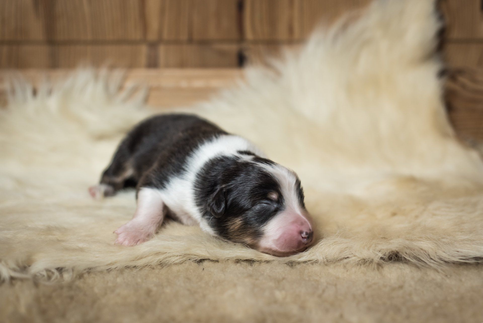 Australian Shepherd, Welpe, Madmexx Passion What Else, Aussiewelpe