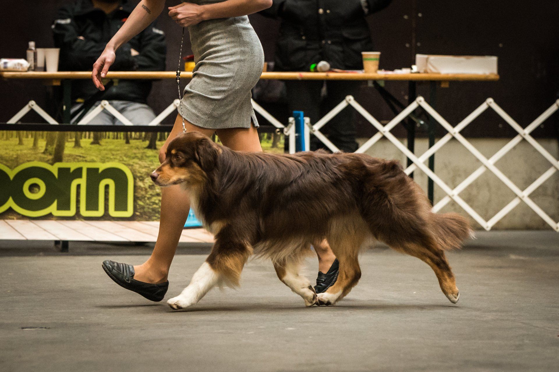 Australian Shepherd, Madmexx Little Red Corvette, One Of The Pack, Aussie