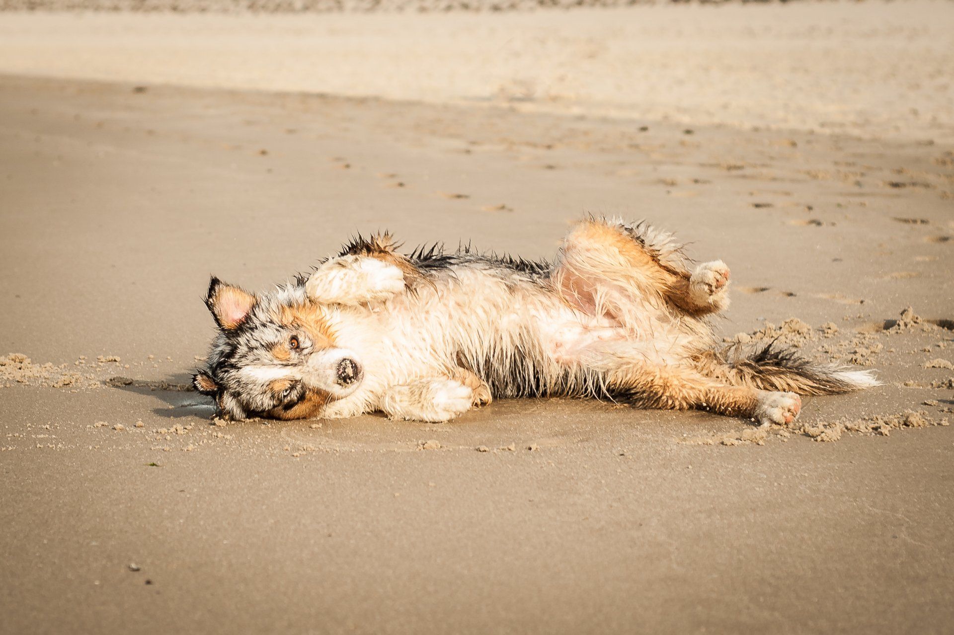 Australian Shepherd, Nobility´s Peach Princess, One Of The Pack, Aussie