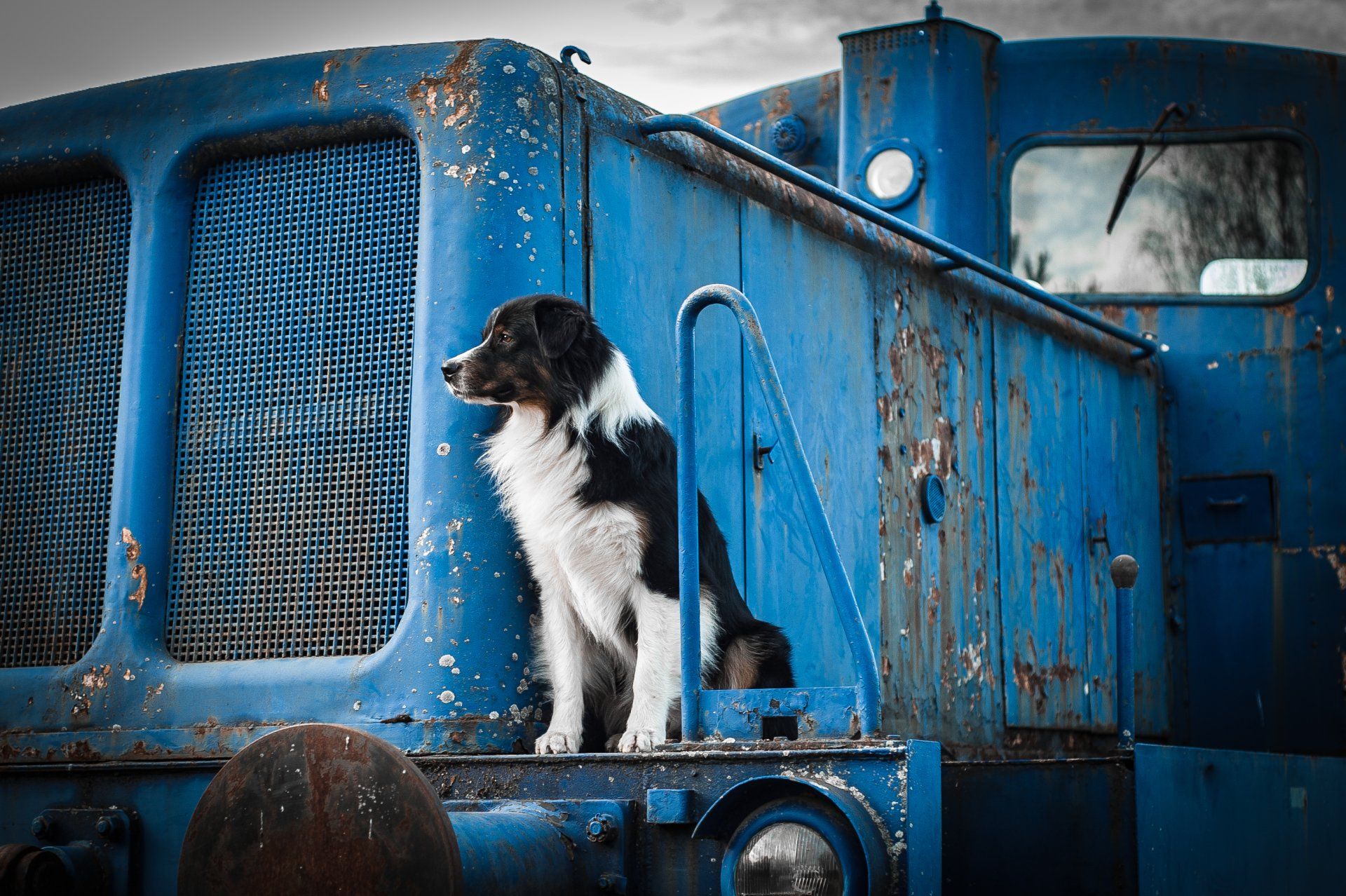 Madmexx Passion What Else, One Of The Pack, Australian Shepherd, Aussie