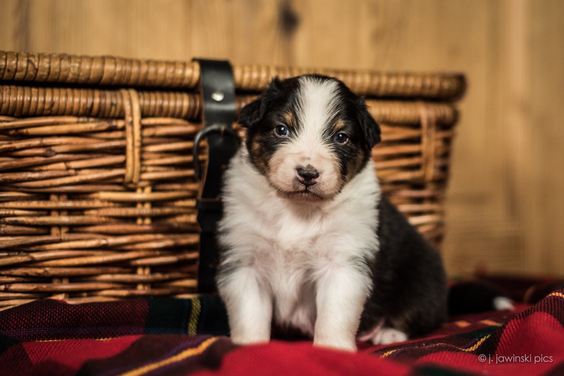 Australian Shepherd, Welpe, Madmexx Passion What Else, Aussiewelpe