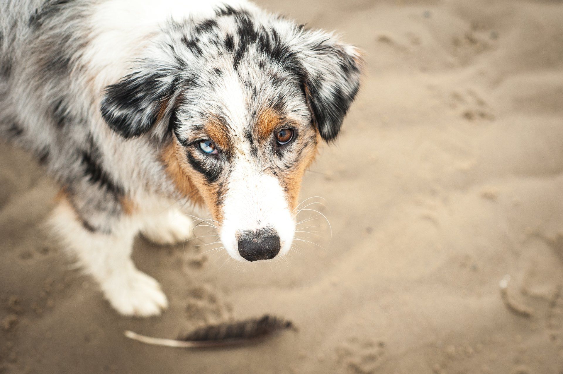 Australian Shepherd, Nobility´s Peach Princess, One Of The Pack, Aussie
