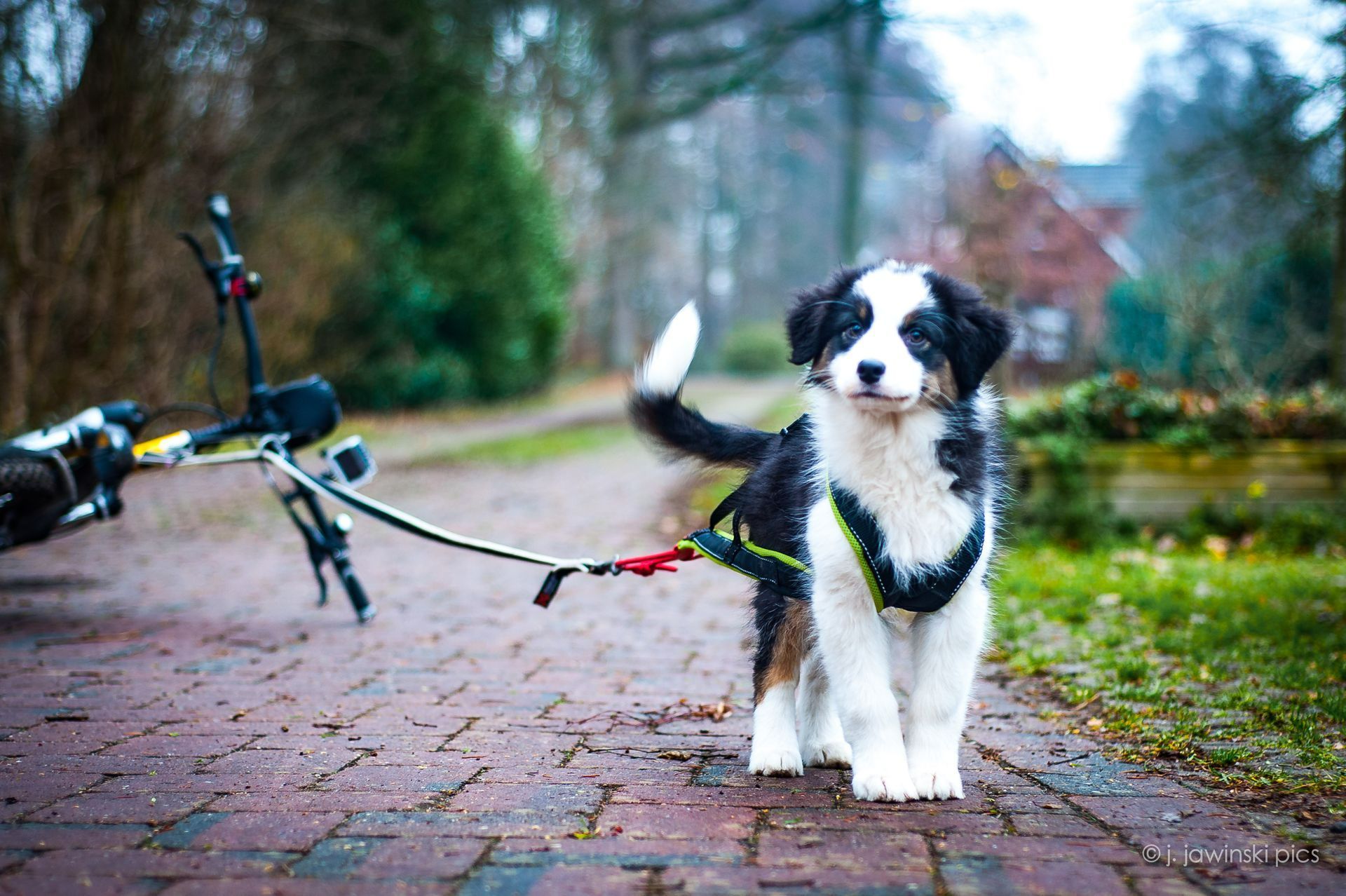 Australian Shepherd Hündin und Welpe kuscheln