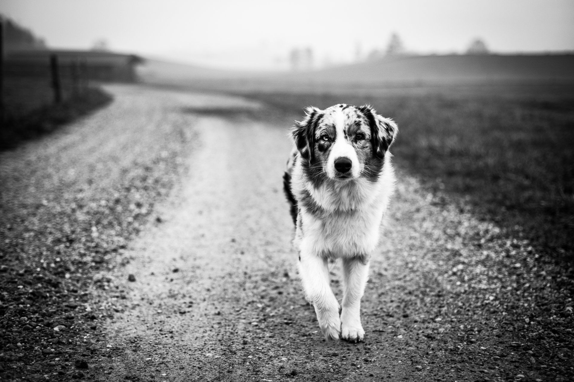 Australian Shepherd, Nobility´s Peach Princess, One Of The Pack, Aussie