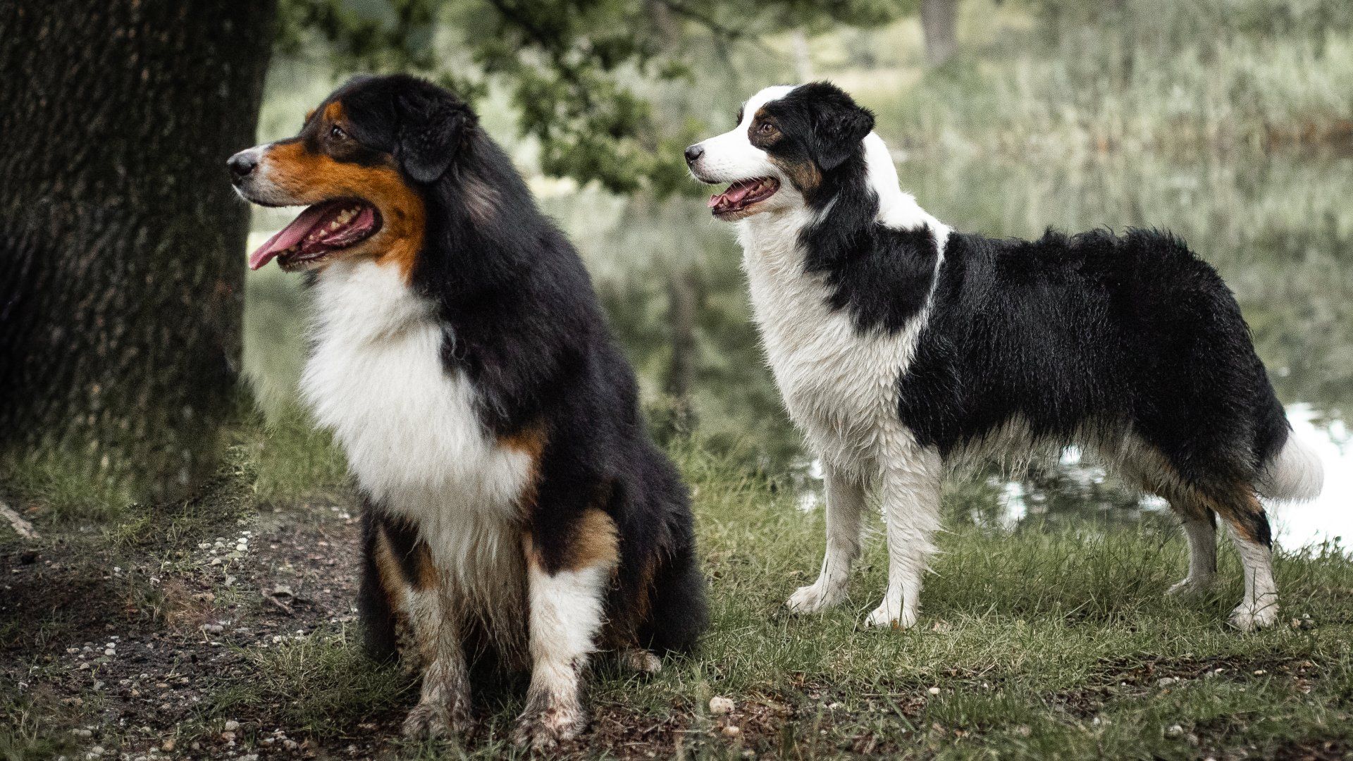 Australian Shepherd, Hütehund, Aussie, black tri