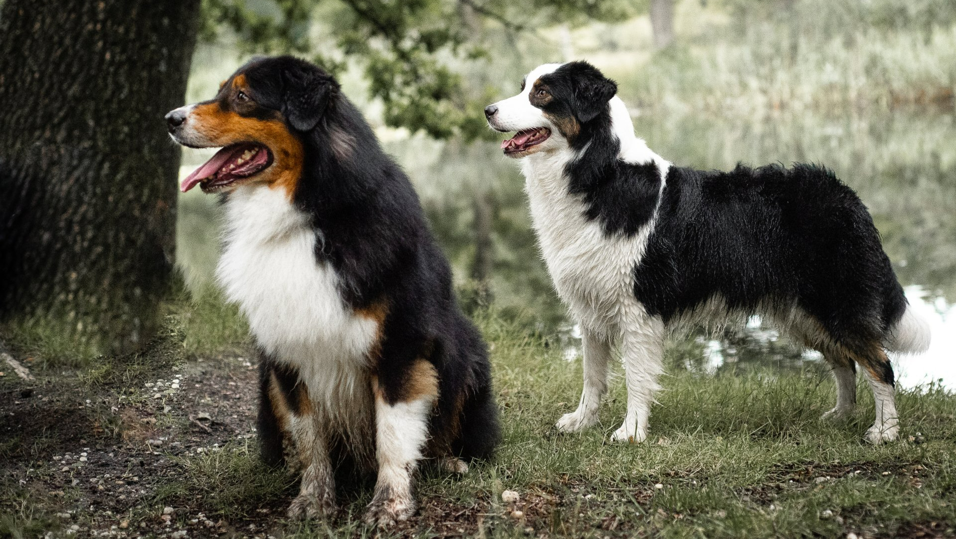 CH Weecks Cocoa Bean Rocco GS-O JS-E-OP RS-O RA DNA-VP