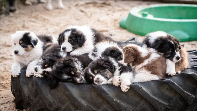 Australian Shepherd Welpen