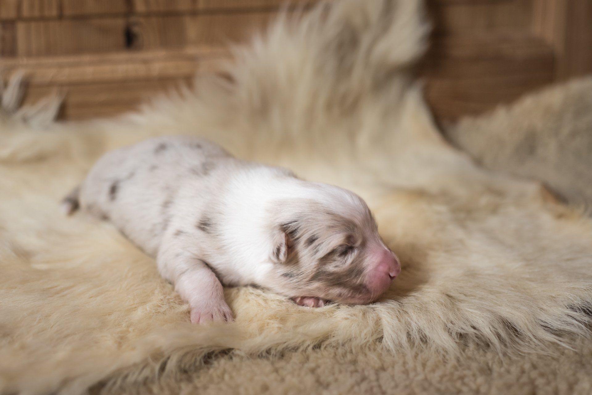 Australian Shepherd, Welpe, Madmexx Passion What Else, Aussiewelpe