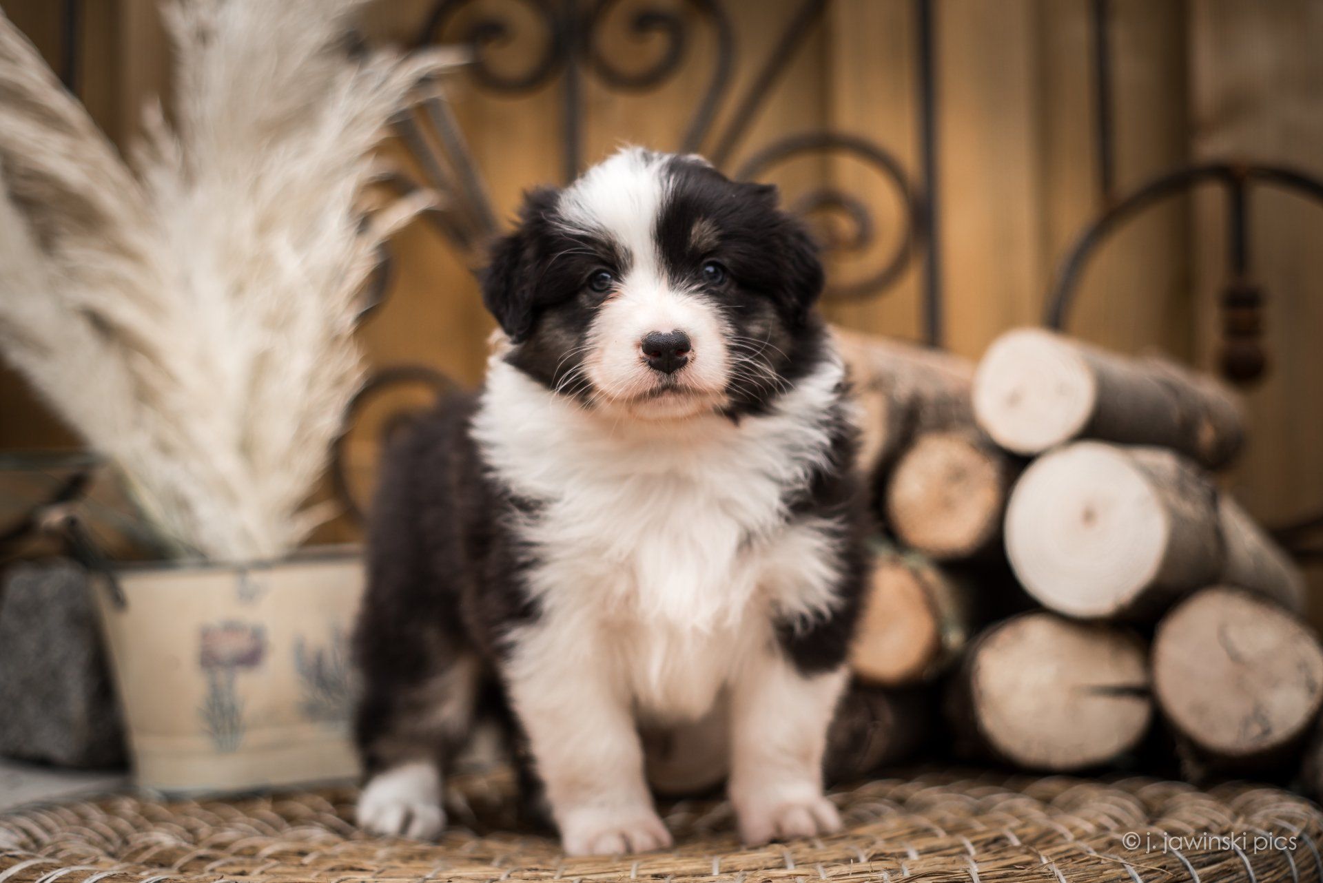Australian Shepherd, Welpe, Madmexx Passion What Else, Aussiewelpe