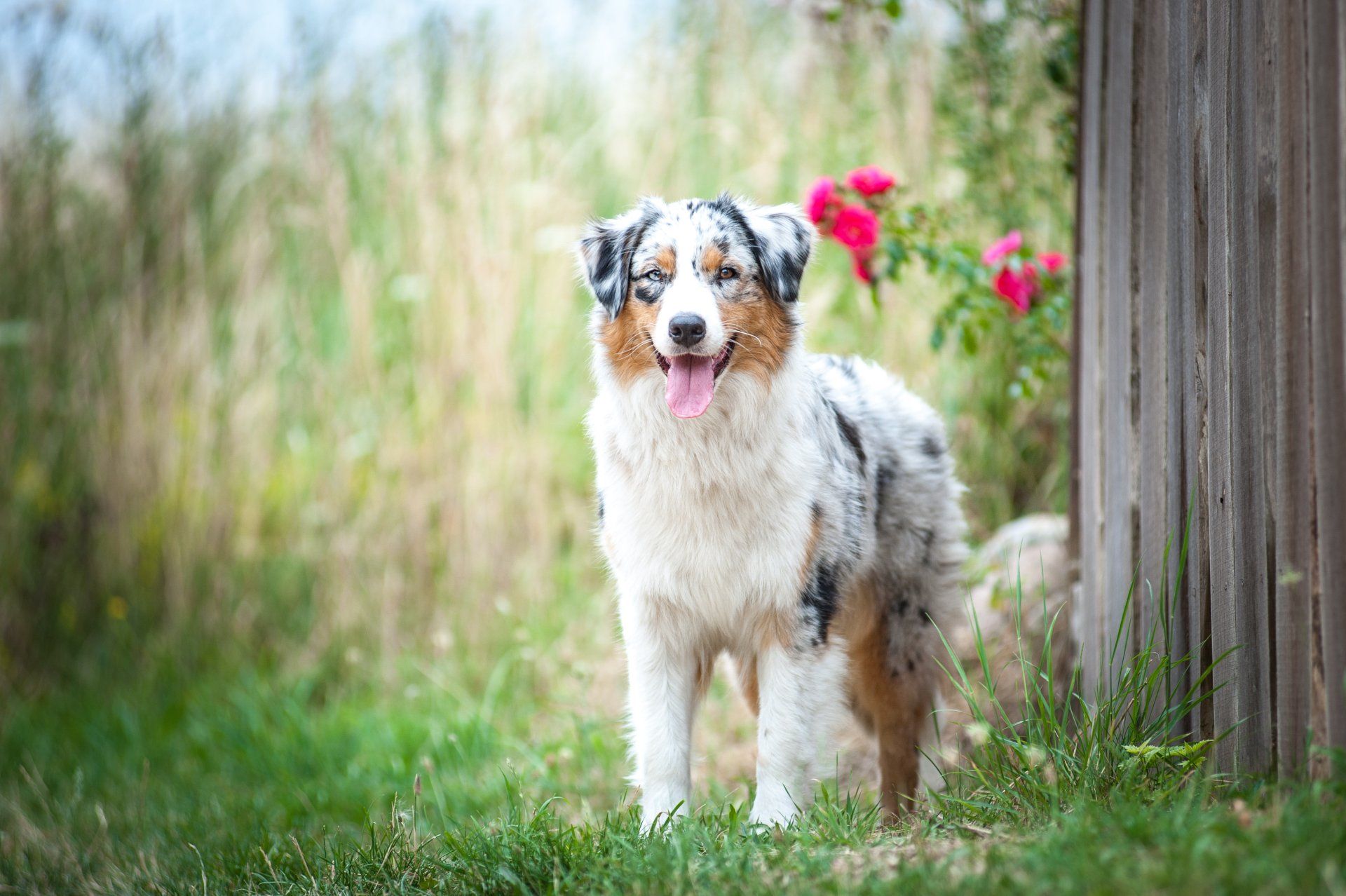 Australian Shepherd, Nobility´s Peach Princess, One Of The Pack, Aussie