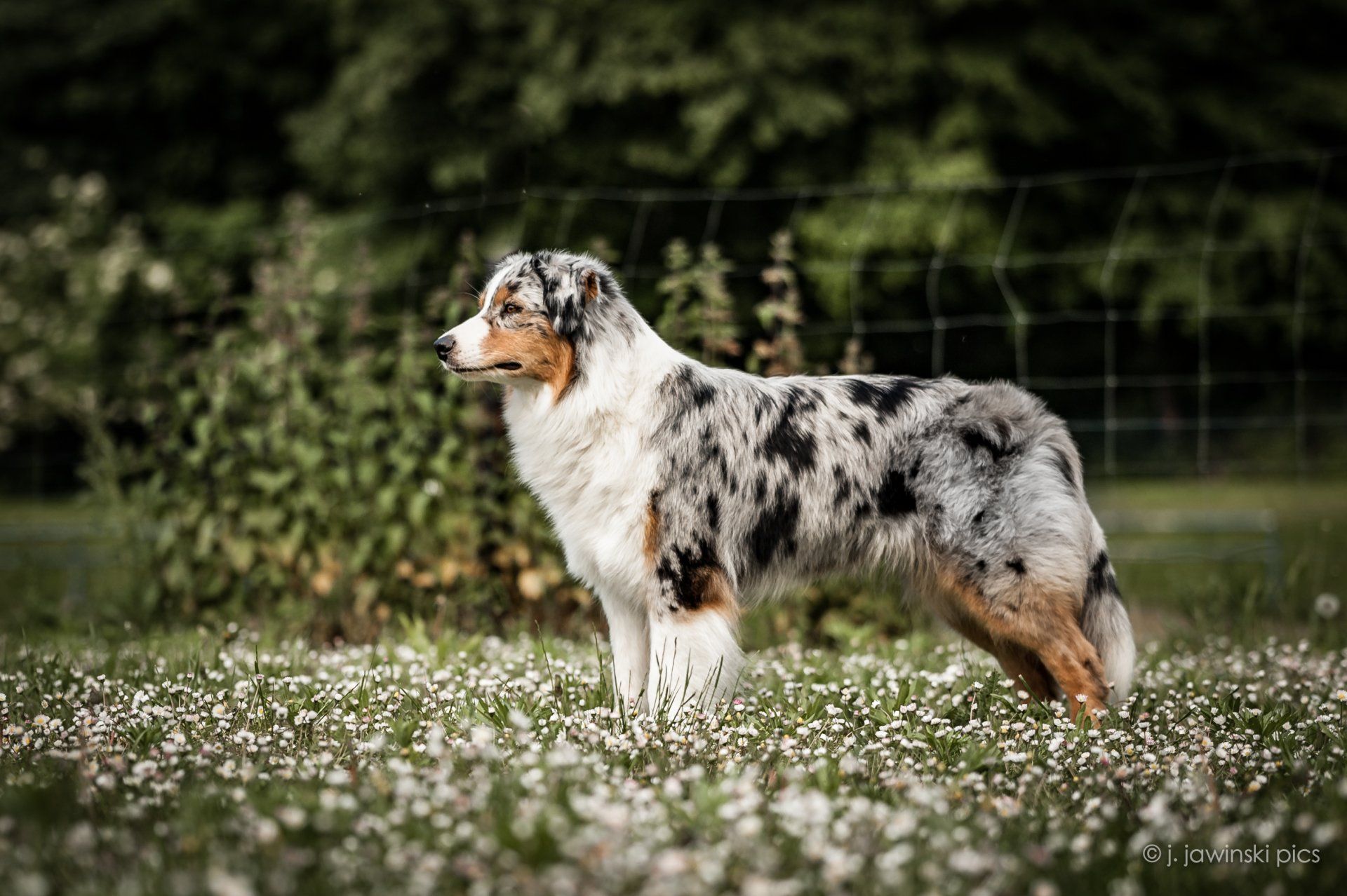 Australian Shepherd, Nobility´s Peach Princess, One Of The Pack, Aussie
