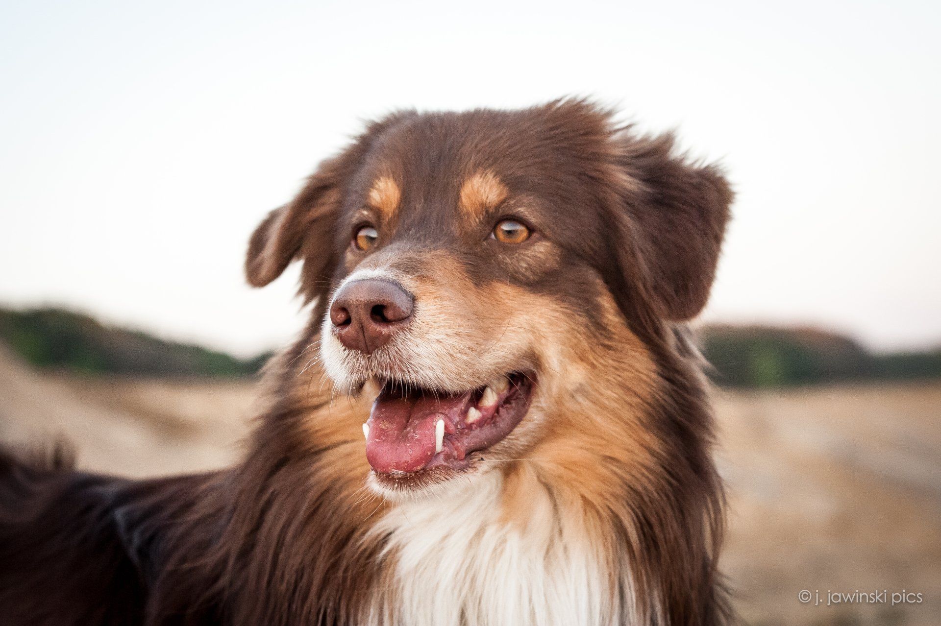 Australian Shepherd, Madmexx Little Red Corvette, One Of The Pack, Aussie