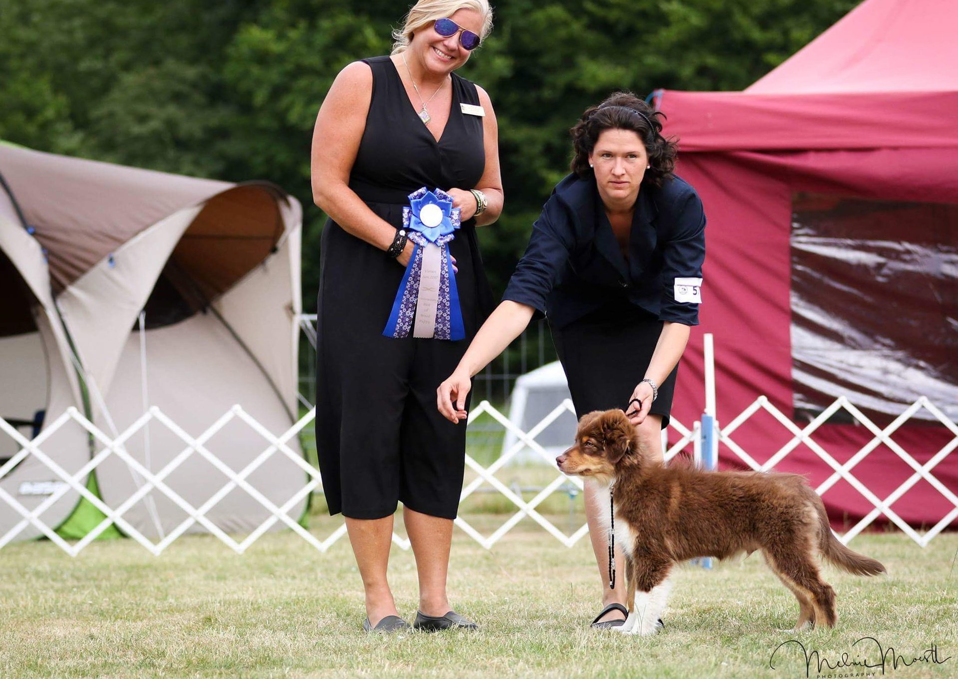 Australian Shepherd, Madmexx Little Red Corvette, One Of The Pack, Aussie