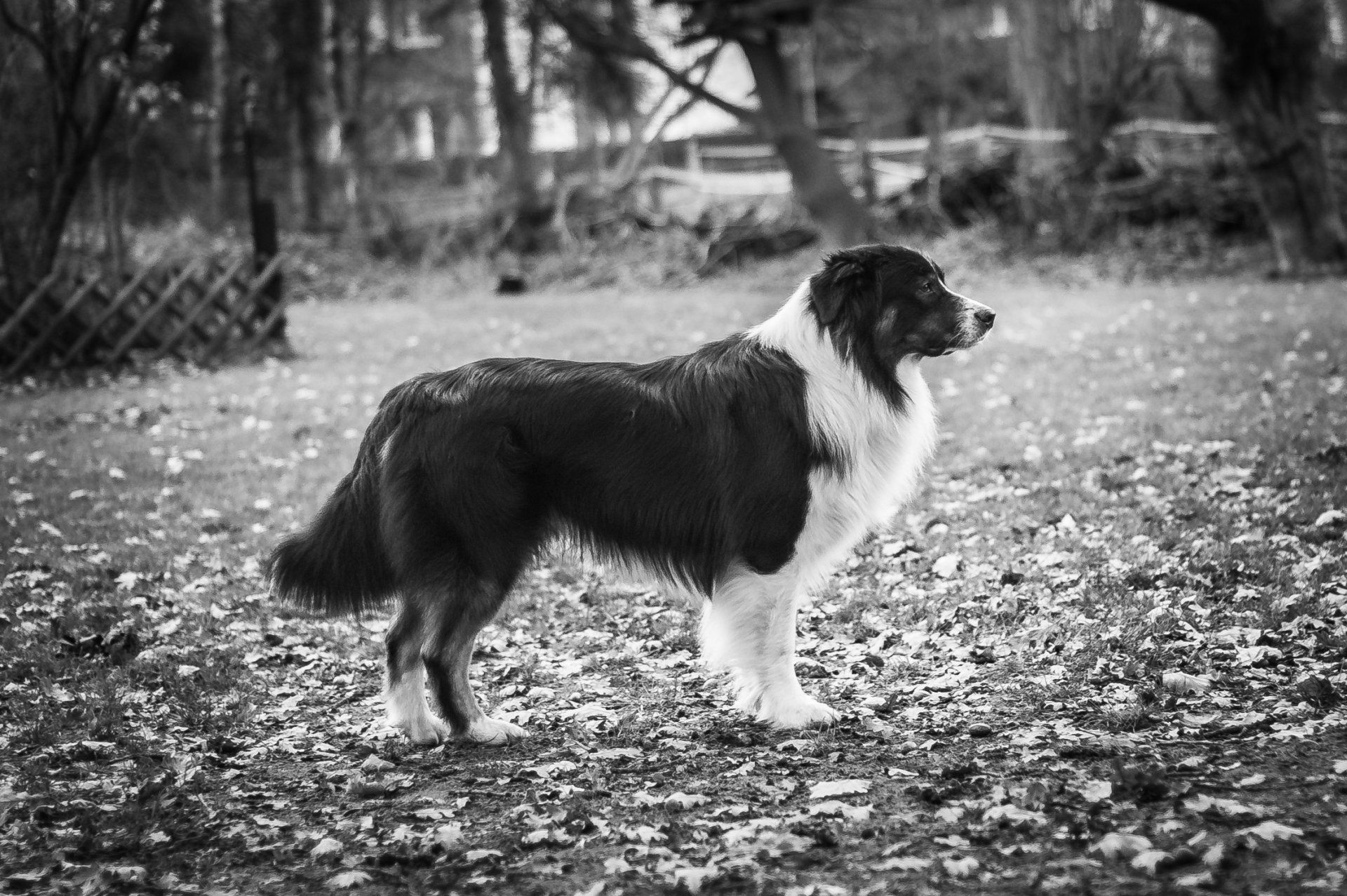 Madmexx Passion What Else, One Of The Pack, Australian Shepherd, Aussie