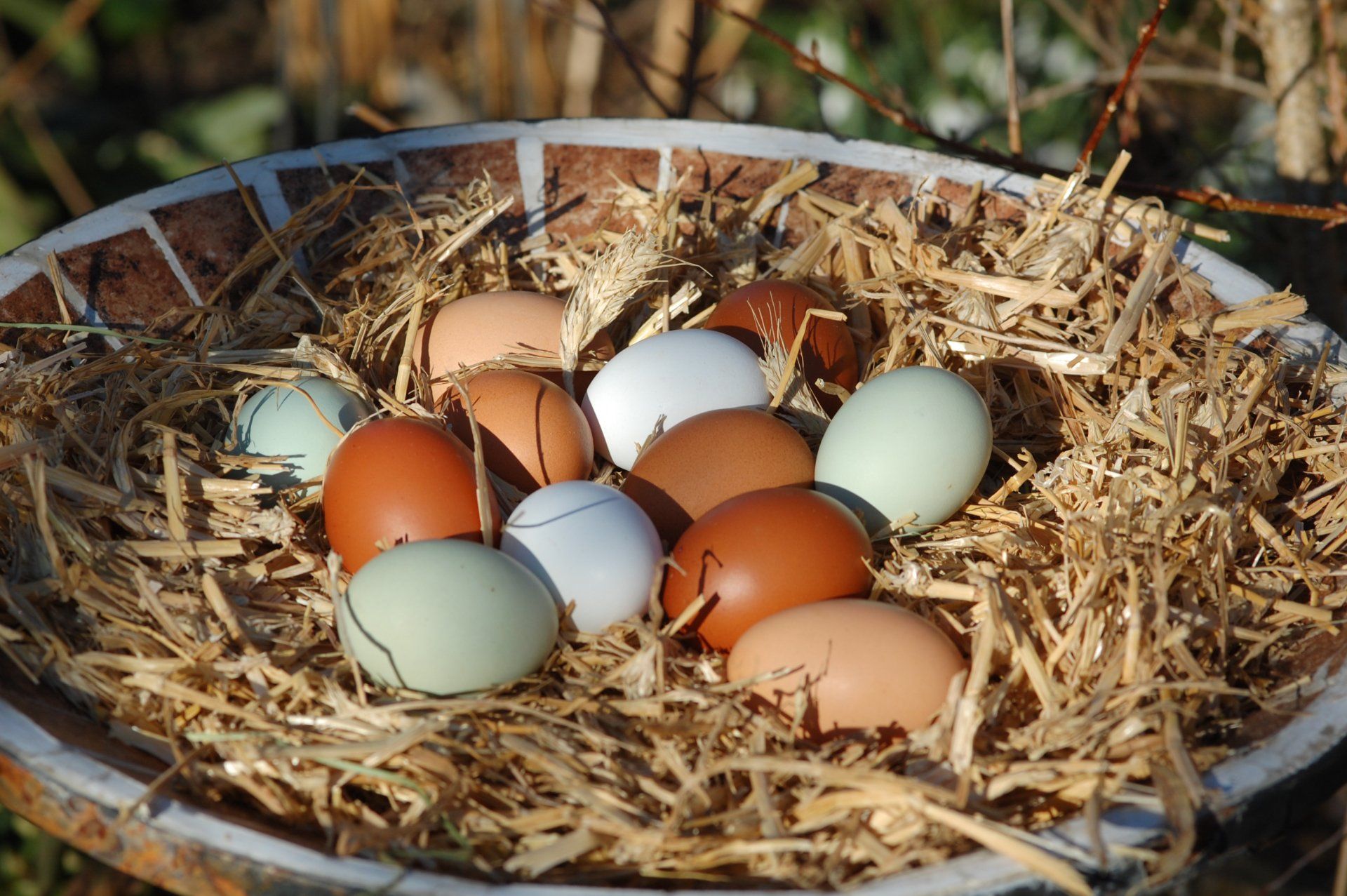 Eier von glücklichen Hühnern