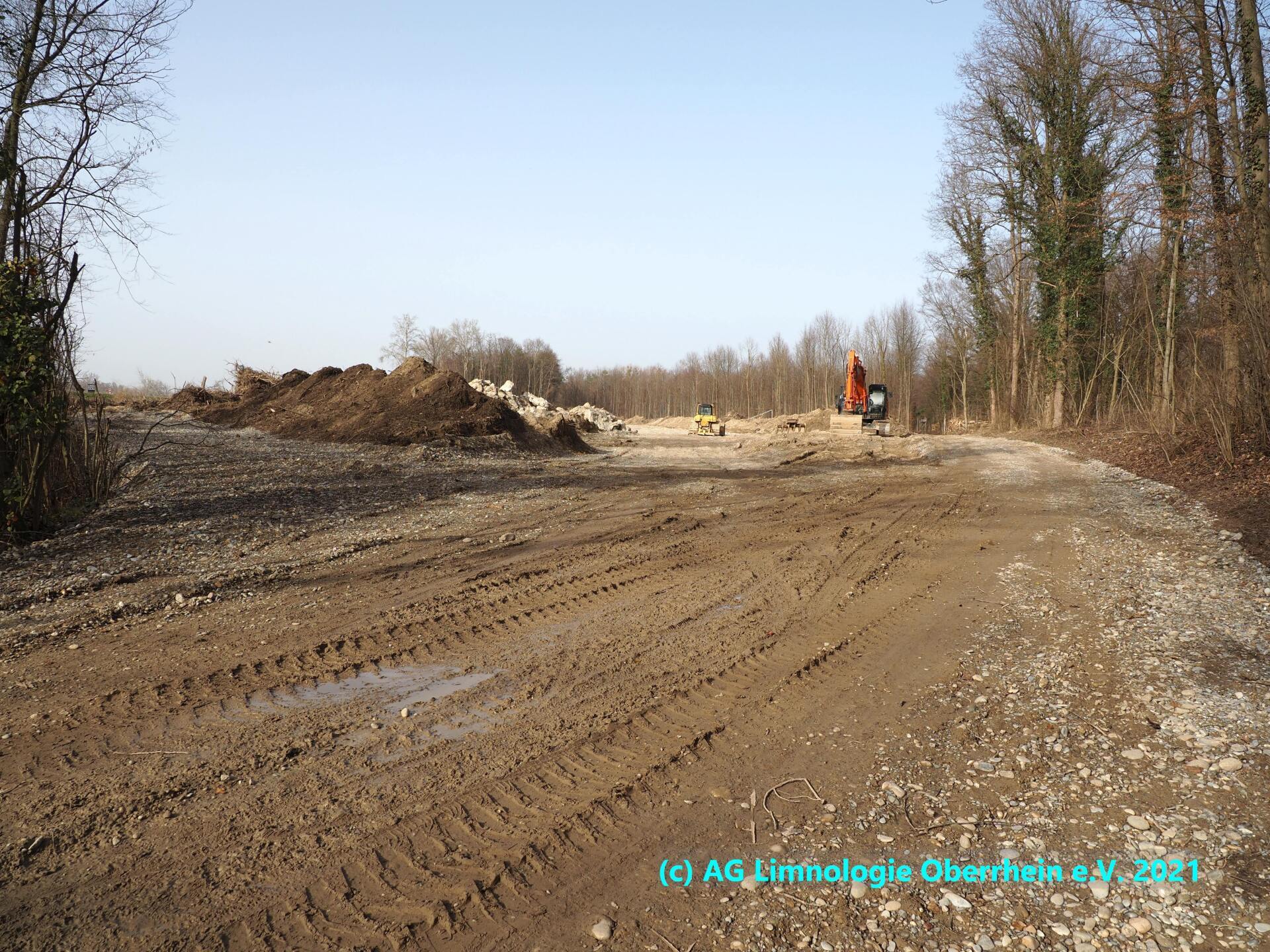 Auwald Breisach Burkheim