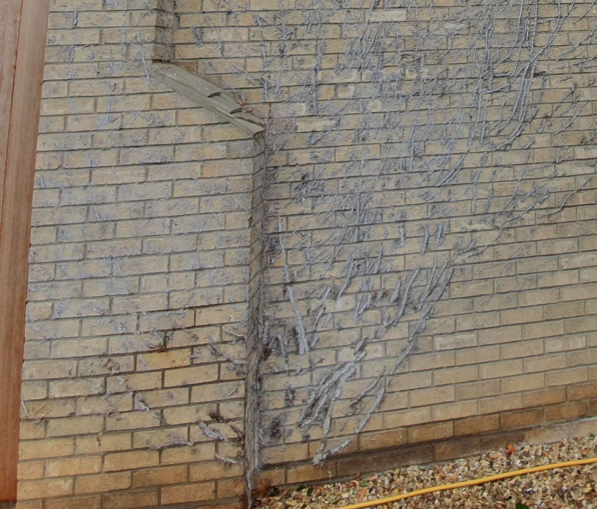 House wall covered in ivy tendrils before cleaning