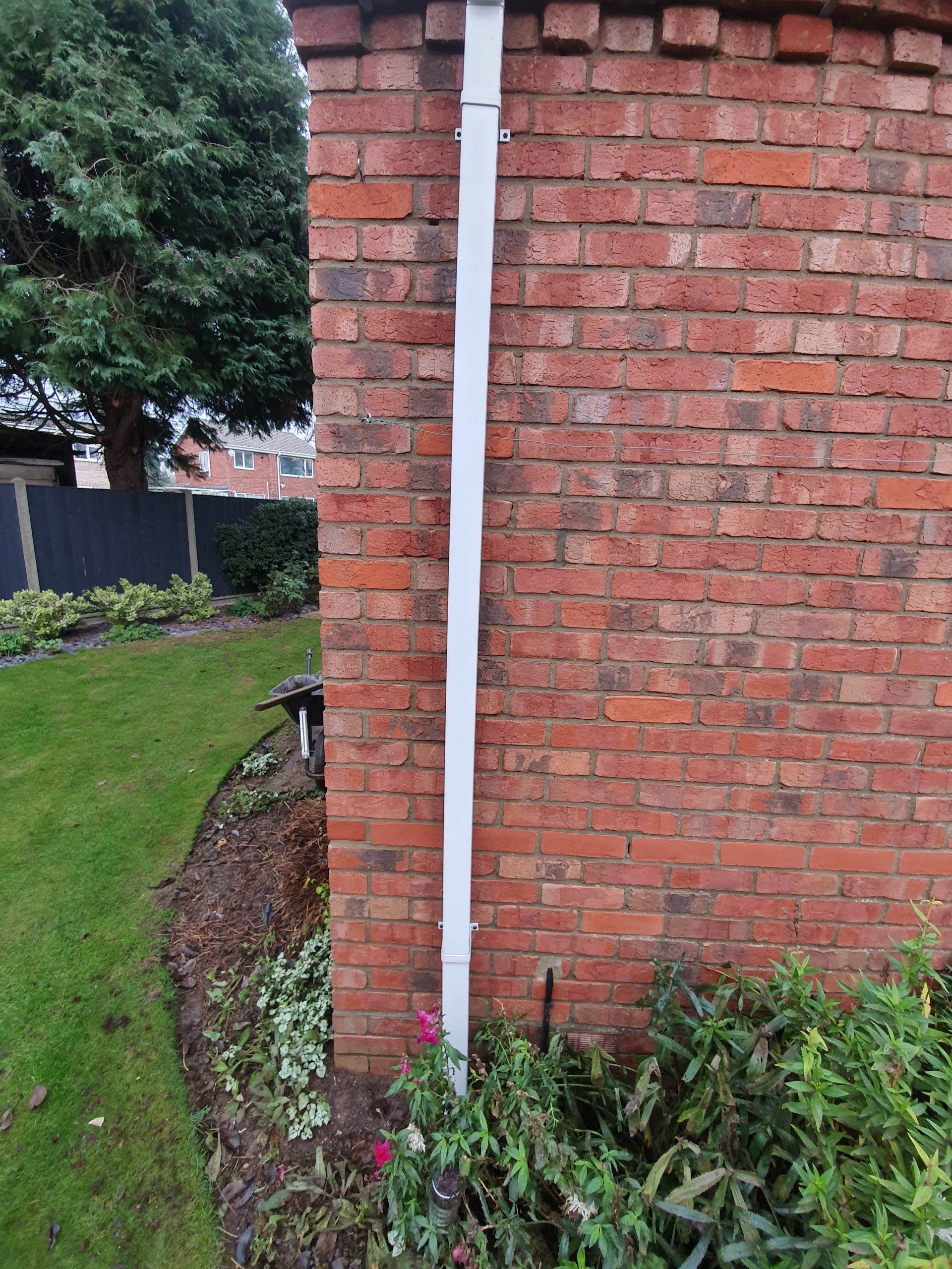 House wall covered in ivy tendrils after cleaning