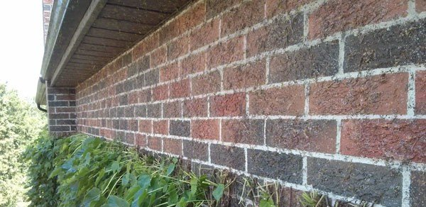 House brickwork showing ivy tendrils