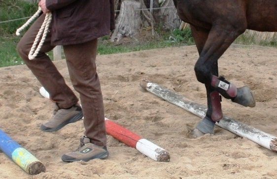 Train the Trainer,Füsse und Hufe