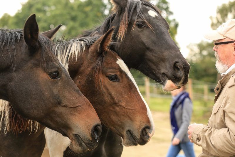 Perdecoaching, Pferdegestütztes Training