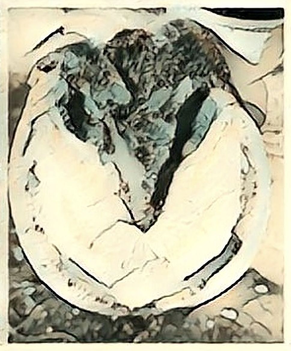 Grafische Darstellung der Sohlenasicht eines gesunden Hufes