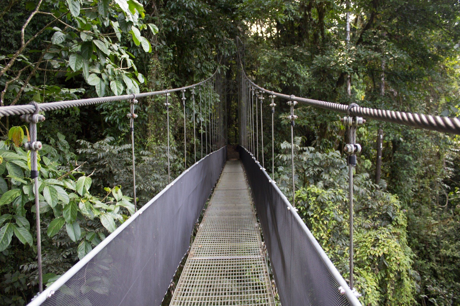 Brücke im Urwald