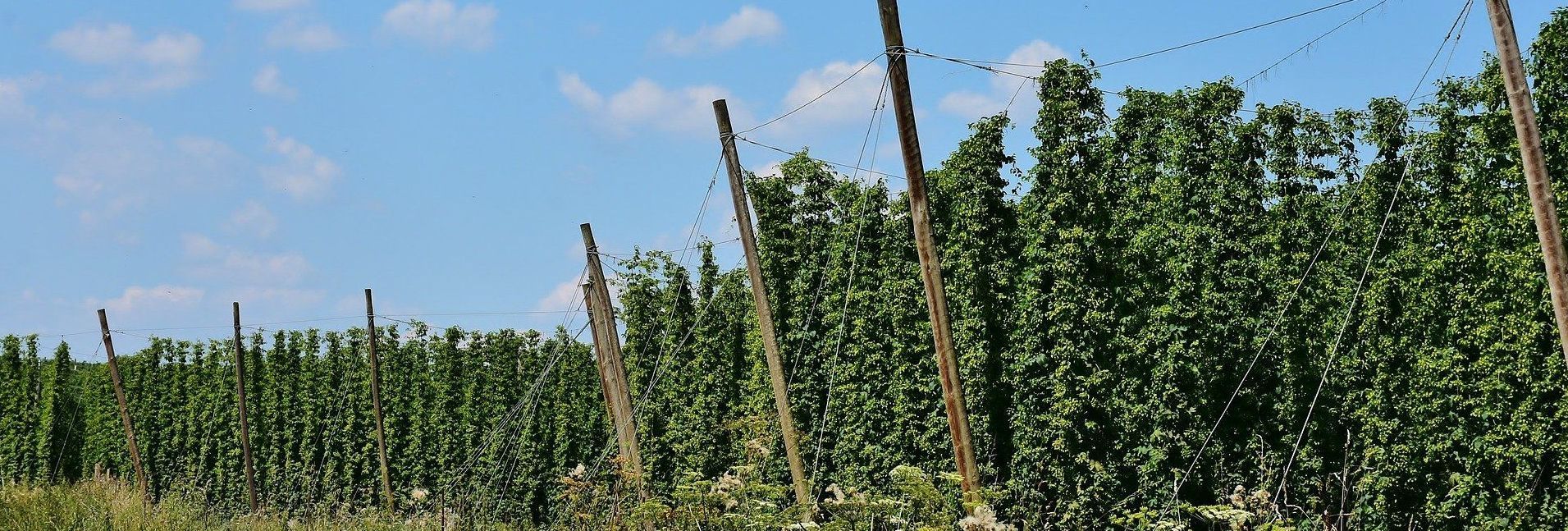 Hopfengarten Radreise Hallertau, Bayern