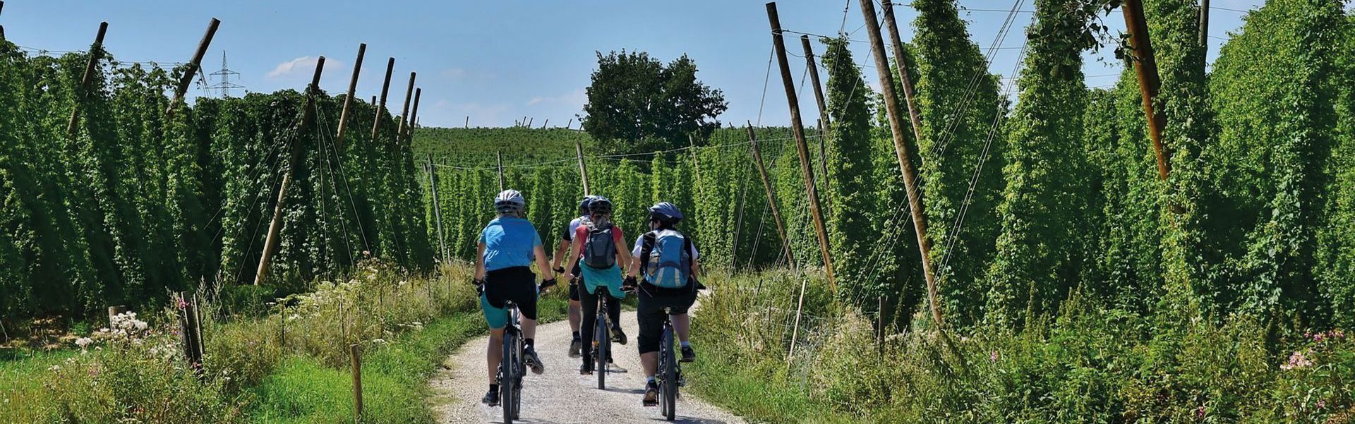 Hopfengarten Radreise Hallertau, Bayern