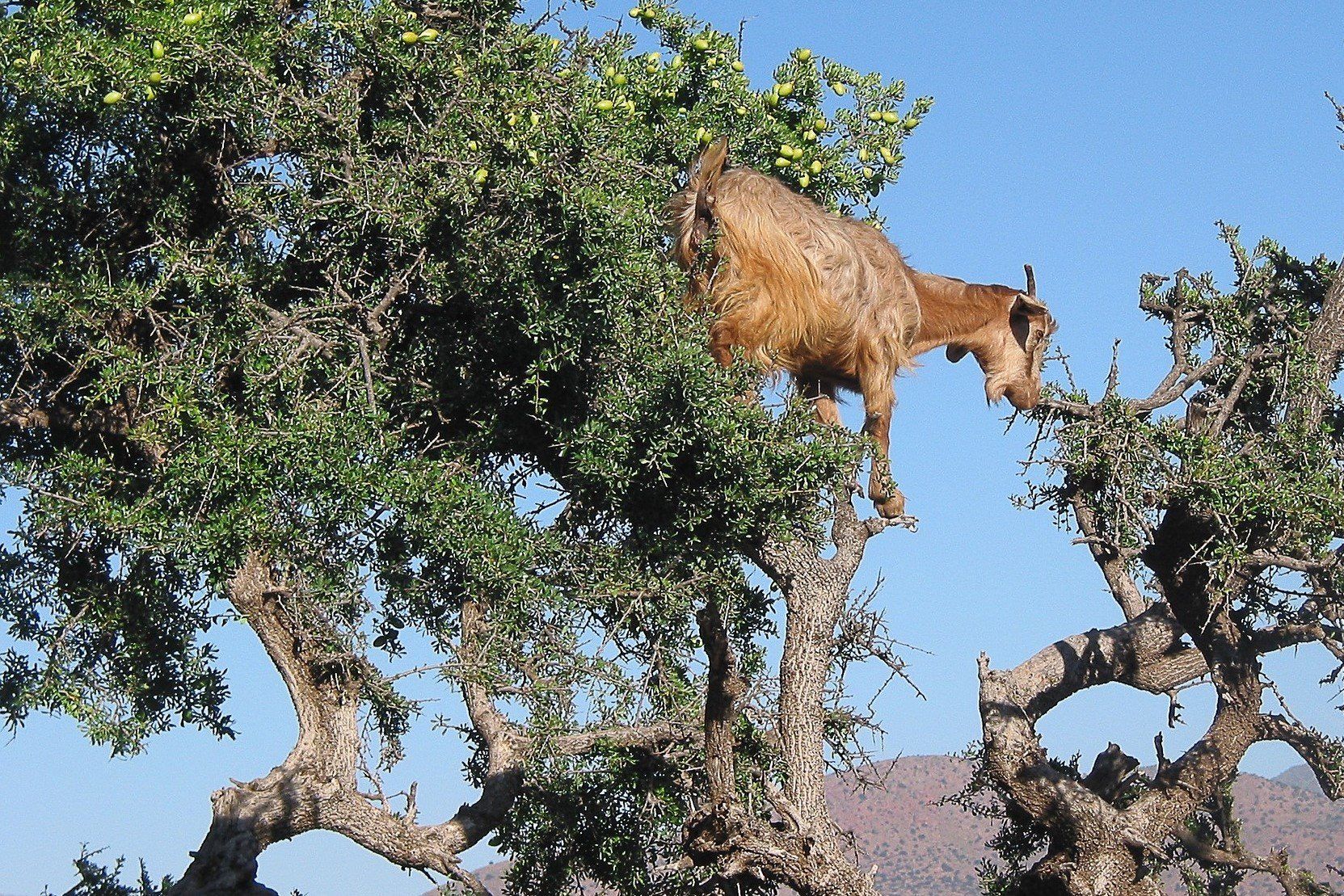 Mrocco Deluxe Round Trip