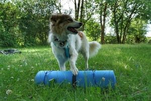 Wander-Yoga mit Hund Wander-Yoga mit Hund