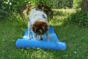 Wander-Yoga mit Hund Wander-Yoga mit Hund
