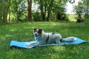 Wander-Yoga mit Hund Wander-Yoga mit Hund