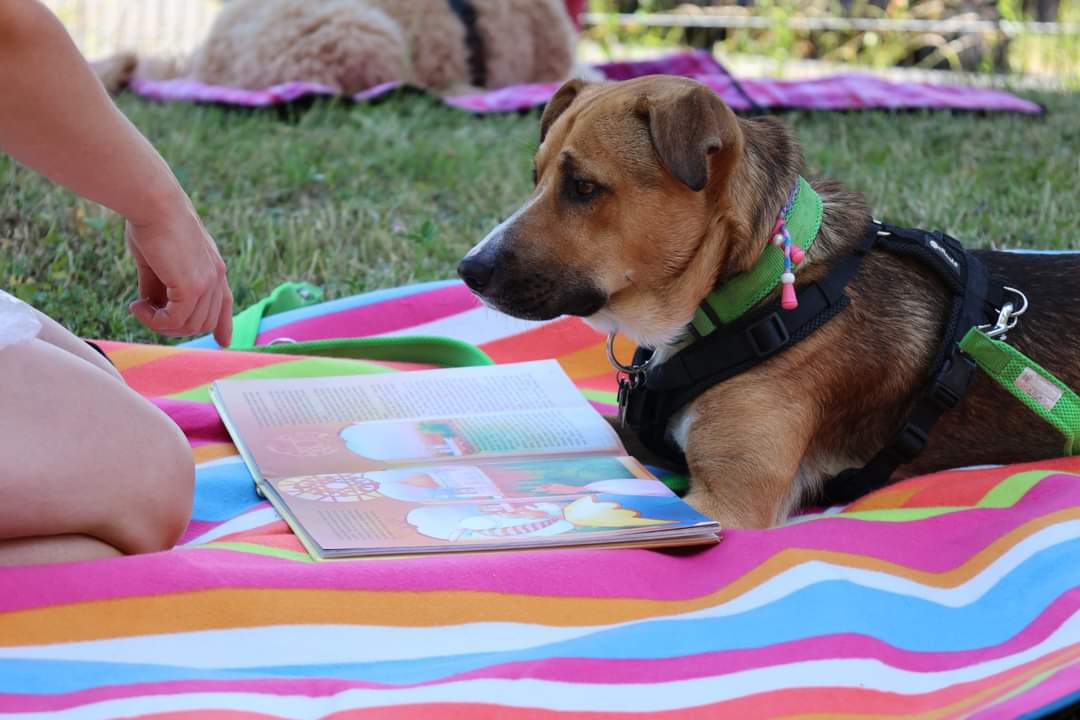 TRAINING SACRED DOG 14