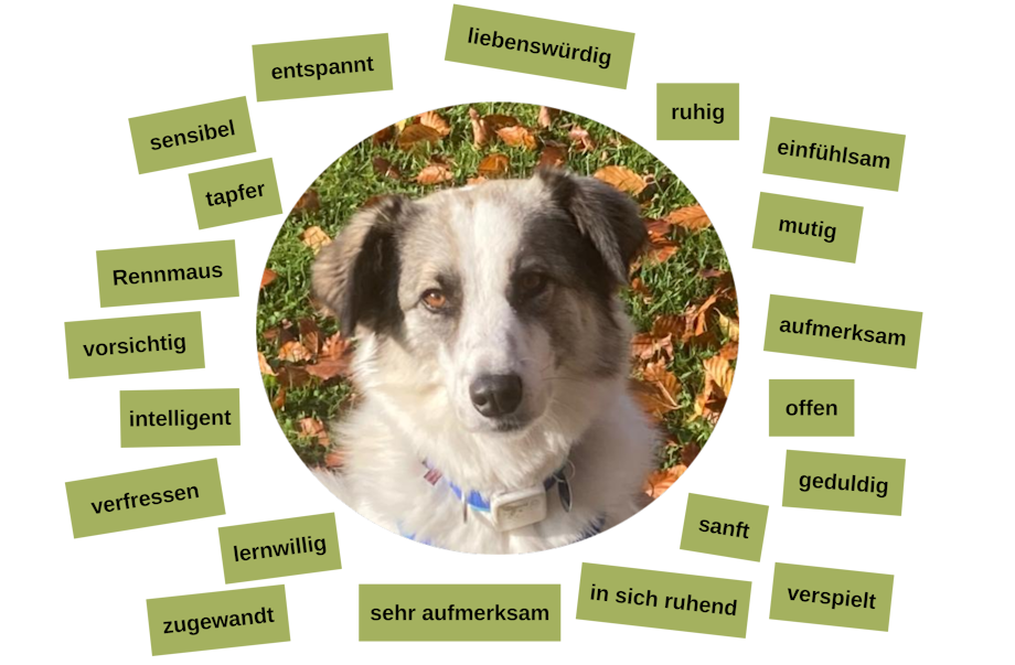 Eigenschaften von Hannah: Bild von Ihr in der Mitte und drumherum die Begriffe liebenswürdig, Rennmaus, vorsichtig, tapfer, intelligent, verfressen, zugewandt, sensibel, mutig, offen, aufmerksam, sanft, sehr aufmerksam, ruhig, in sich ruhend, offen, entspannt, verspielt, lernwillig einfühlsam, geduldig