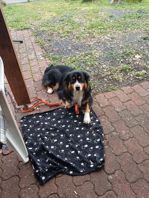 Sommerkurs 2024 Bild 4 TRAINING SACRED DOG