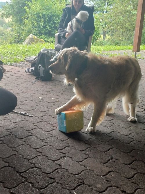 Sommerkurs 2024 Bild 63 TRAINING SACRED DOG