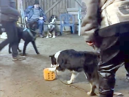 Winterkurs 204/2025 Bild 17 TRAINING SACRED DOG